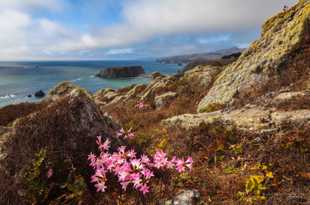 Goat Rock and flowers-3343 Goat Rock and flowers-3343